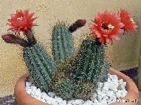 Trichocereus candicans ssp. pseudocandicans ©JLcoll..jpg